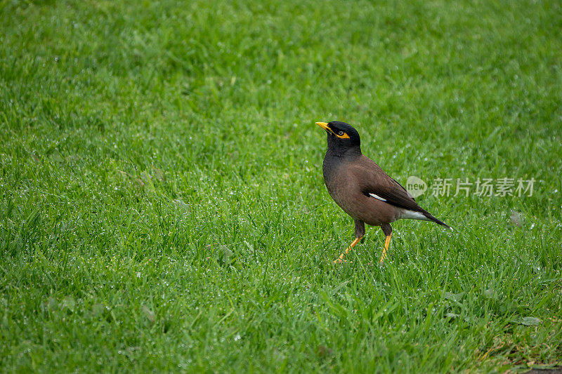 印度米娜鸟（Acridotheres tristis）